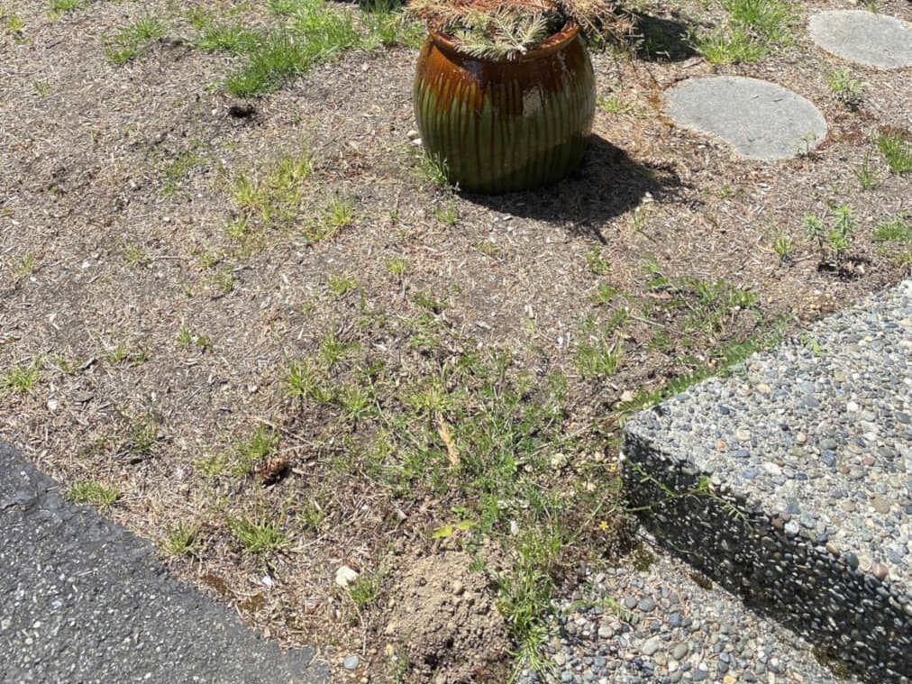 Weed invasion