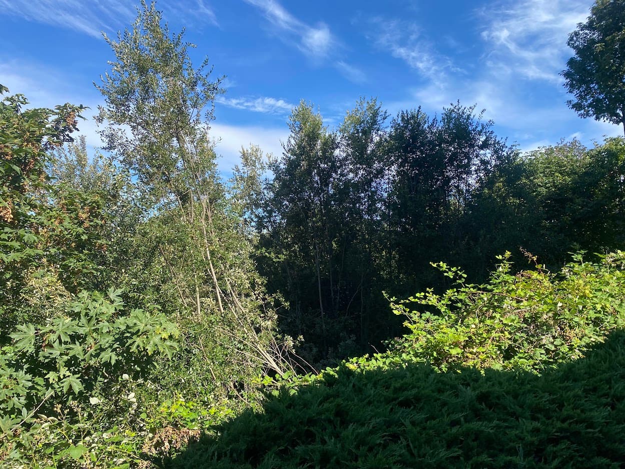 Trees coming down